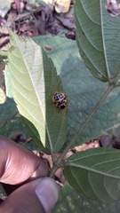 Antestiopsis anchora