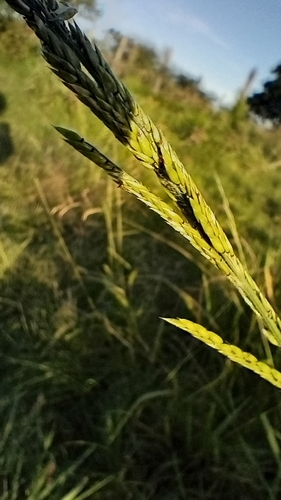 Eriochloa punctata observed 2025-04-19