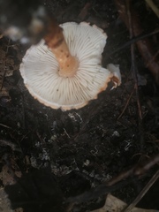 Lepiota castanea