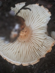 Lepiota castanea
