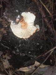 Lepiota castanea