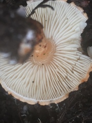 Lepiota castanea