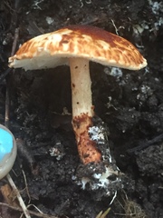 Lepiota castanea