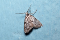 Rivulinae