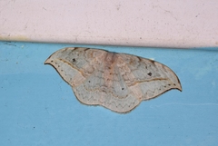 Drepana pallida