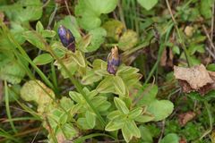 Gentiana platypetala