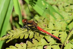 Sympetrum orientale