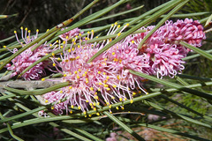 Hakea invaginata