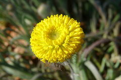 Podotheca chrysantha