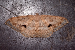 Luxiaria mitorrhaphes