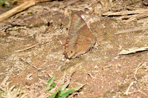 White-wedged Woodbrown