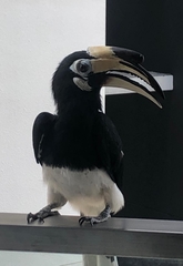 Anthracoceros albirostris