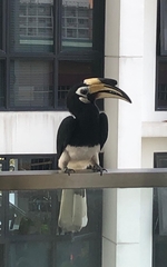 Anthracoceros albirostris