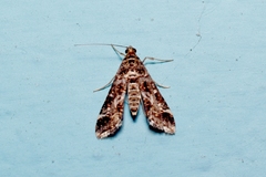 Diasemiopsis ramburialis