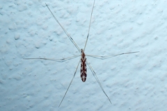 Dicranomyia pulchripennis