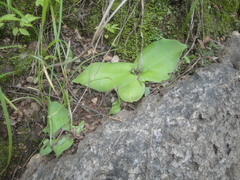 Chlorophytum pusillum image