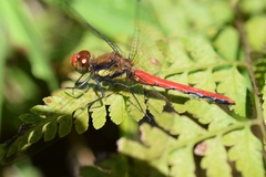 Sympetrum orientale