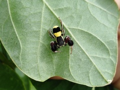 Stegodyphus tibialis