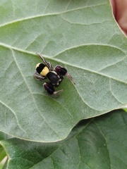 Stegodyphus tibialis