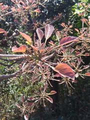 Terminalia bellirica