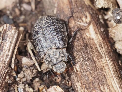 Trox sabulosus