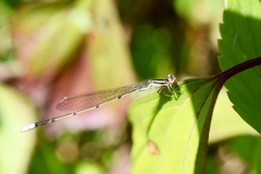 Aciagrion approximans