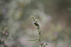 Calligrapha serpentina
