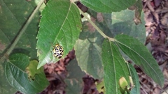 Antestiopsis anchora