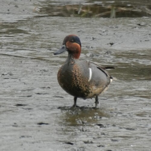 Cerceta americana (Anas carolinensis)