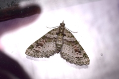 Chloroclystis rubroviridis