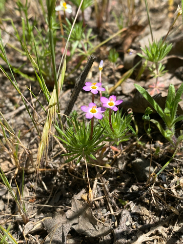 iNaturalist observation photo of Bicolor Babystars