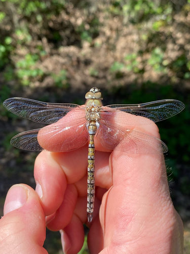 iNaturalist observation photo of California Darner