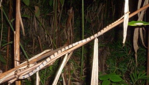 Northeastern Tree Snake