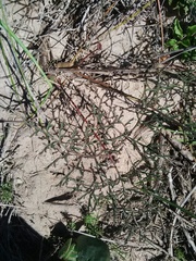 Pelargonium multiradiatum