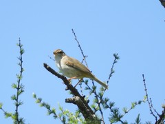 Phylloscopus schwarzi