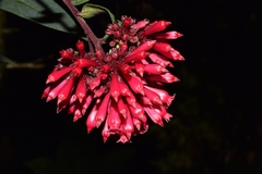 Cestrum fasciculatum