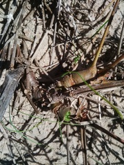 Pelargonium multiradiatum