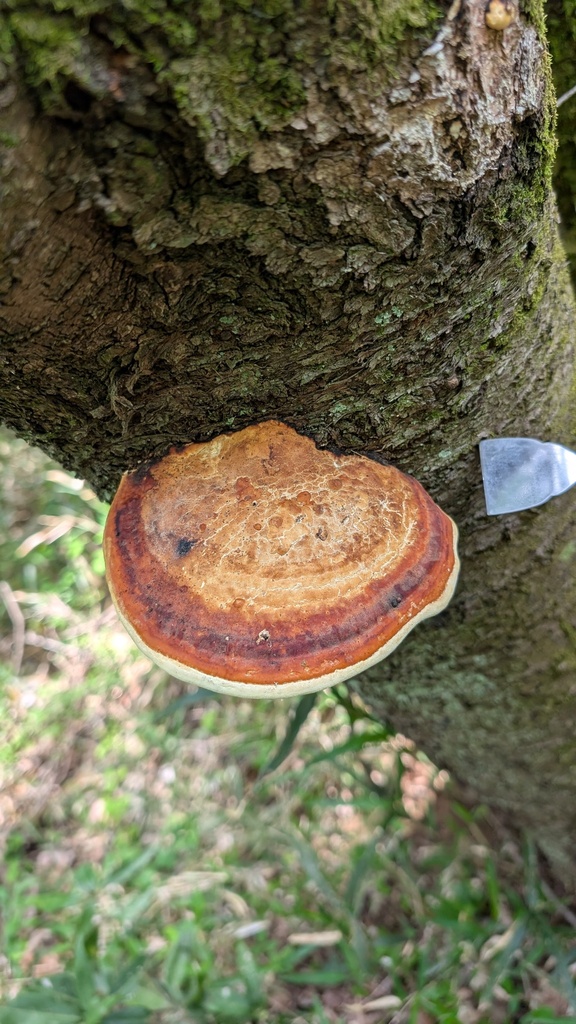 Fomitopsis pinicola · April 2025 · photo: © atsushi_nakajima_cirque (iNaturalist, cc-by)