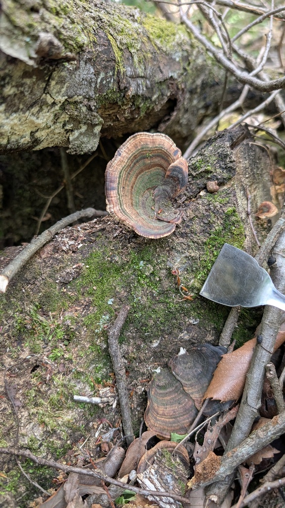 Microporus affinis · April 2025 · photo: © atsushi_nakajima_cirque (iNaturalist, cc-by)