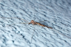 Dicranomyia pulchripennis