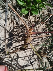 Pelargonium multiradiatum