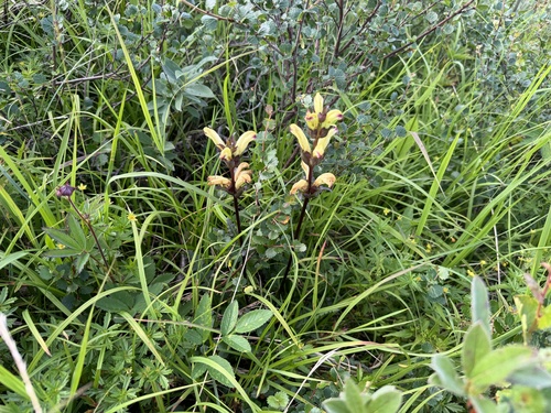 Moor-King Lousewort