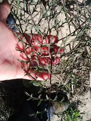 Pelargonium multiradiatum