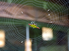 Gasteracantha sauteri