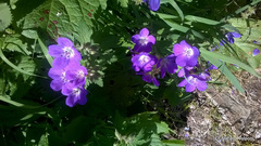 Geranium