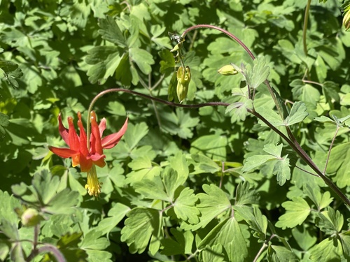 iNaturalist observation photo of western columbine