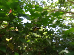 Gasteracantha sauteri