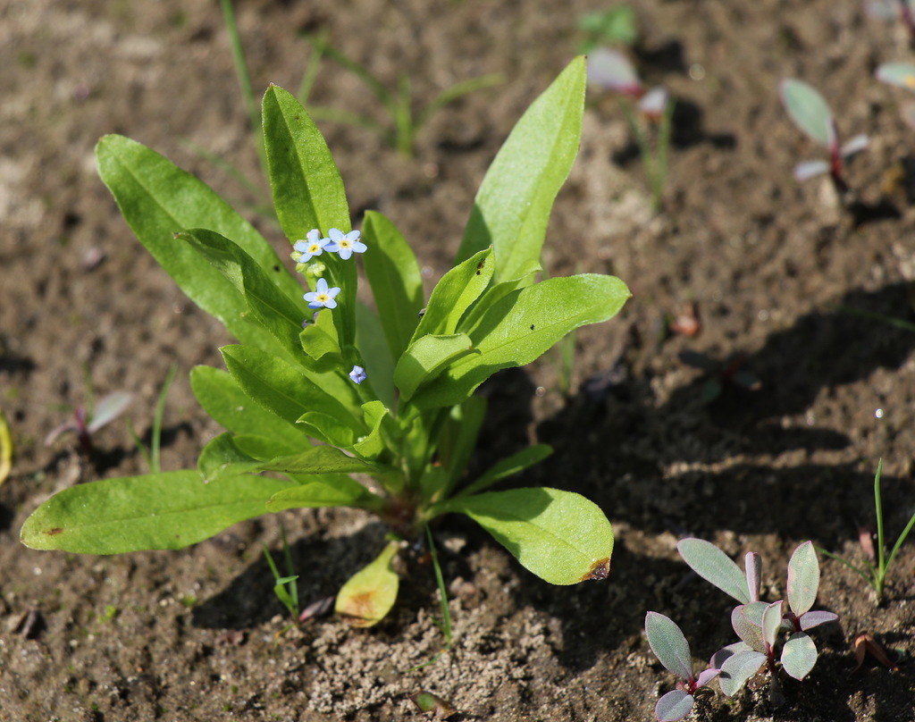 No Me Olvides (género Myosotis) · iNaturalist Ecuador