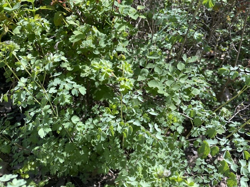 iNaturalist observation photo of Fendler's Meadow-rue