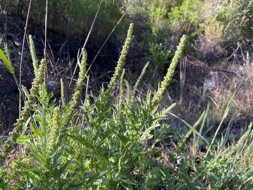 iNaturalist observation photo of California Goosefoot